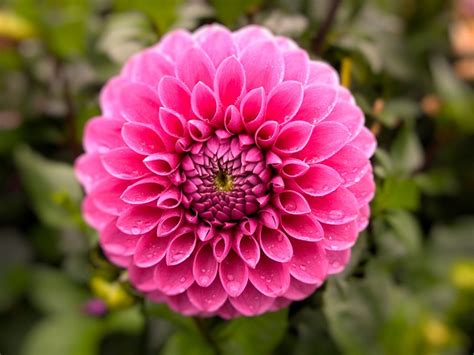 Маркетплейс group flowers в социальных сетях. Free photo Pink Nature Dahlia Flower Garden Plant Flowers - Max Pixel