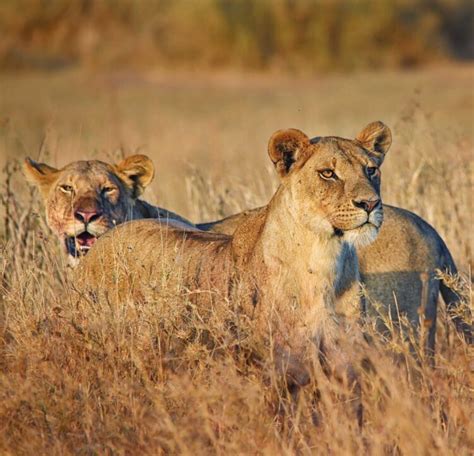 Interesting Lion Facts David Shepherd Wildlife Foundation