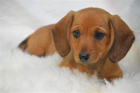 Teacup puppies for sale, teacup, tiny toy and miniature puppies for adoption and rescue from kansas, ks. Dachshund puppy for Sale in OSKALOOSA, KS, USA. ADN-103776 on PuppyFinder.com Gender: Female ...