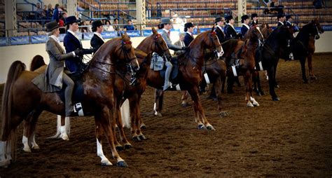 Saddle Seat Riding 101 A Beginners Guide To Saddlebred Shows The