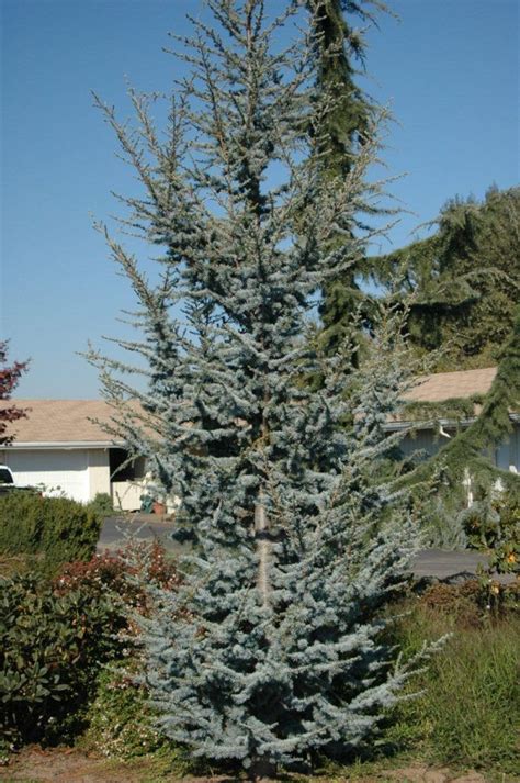 High Quality Cedrus Atlantica Glauca Blue Atlas Cedar Coniferous Tree