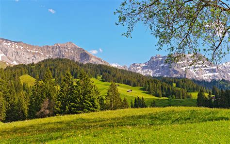 Switzerland Landscape Mountains Prairie Forest Trees Wallpaper