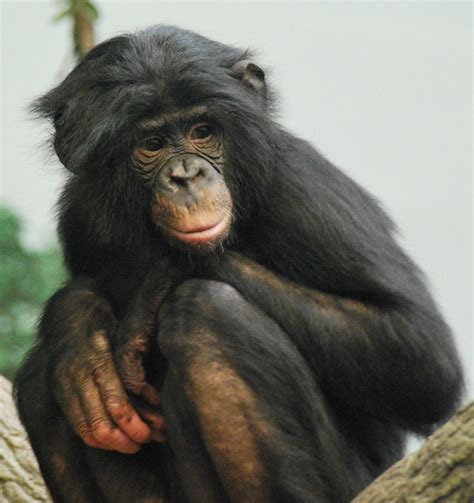 Bonobo Flickr Photo Sharing