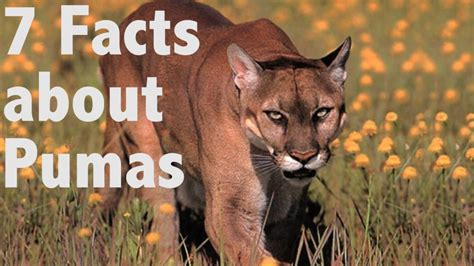 7 Facts About Pumas ความรู้เกี่ยวกับแฟชั่นผู้เผยแพร่ใหม่
