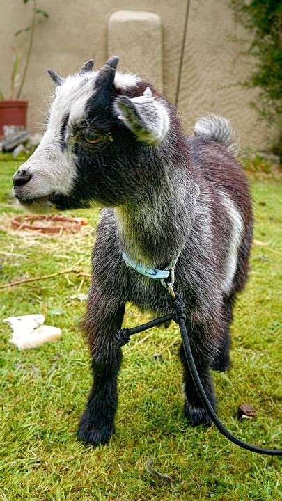 15 Interesting Facts About Pygmy Goats Animal Fun Facts