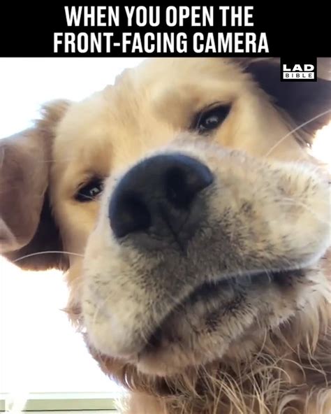Dog Staring At Camera Blank Template Imgflip