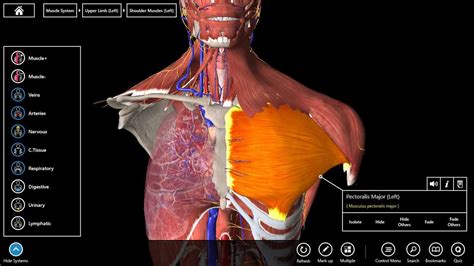 Free online quiz arteries of upper torso and arm. The best 3D anatomy software to use for human body research