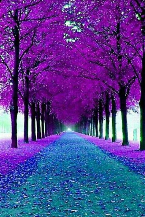 1540 Best Purple Things Images On Pinterest All Things Purple Purple