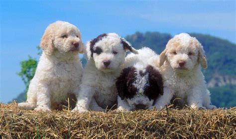 Our next available litter will be born in january 2022. Lagotto Romagnolo - Full Profile, History, and Care