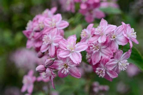 The 25 Best Flowering Shrubs Bbc Gardeners World Magazine
