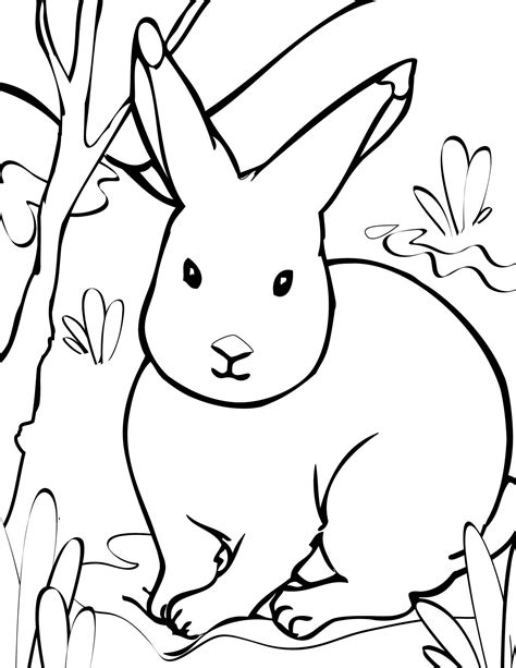 Arctic Animals Coloring Pages At Free