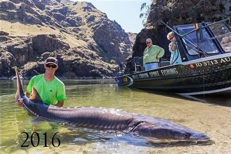 Largest Sturgeon Caught In Snake River Snake Poin