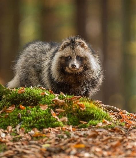 Beautiful Wildlife Raccoon Dog By Pavel Svoboda Raccoon Dog