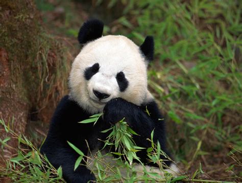 Video Why Are Pandas So Lazy Science Aaas