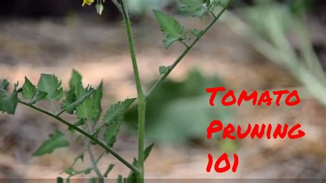 Tomato Pruning 101 Youtube