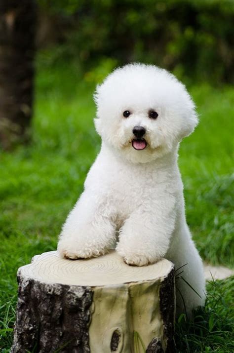 The 9 Cutest Small Dog Breeds Pethelpful