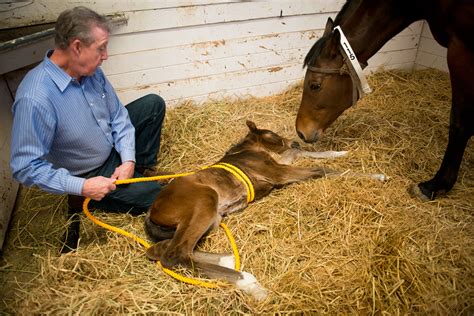 Madigan Foal Squeeze Procedure For Neonatal Maladjustment Syndrome