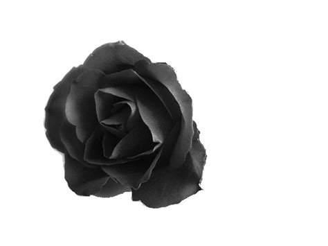 See black rose stock video clips. black roses by hisgravemistake on DeviantArt