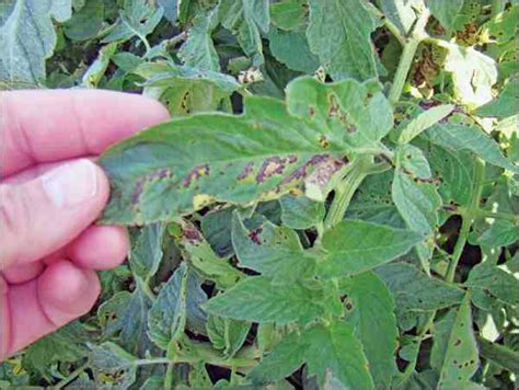 Blight spreads quickly, causing leaves to. Early blight of tomato