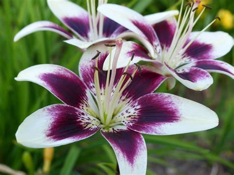 Lilies How To Grow And Care For Lily Flowers And Bulbs Garden Design