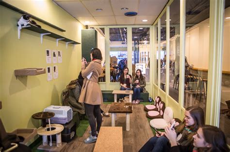 A brand new experience featuring carefully crafted artisan food & drink, as well as a state of the art cattery. TOT The Cat Cafe - CLOSED - blogTO - Toronto