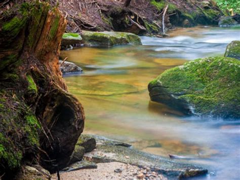 A Brook In The Woods Smithsonian Photo Contest Smithsonian Magazine