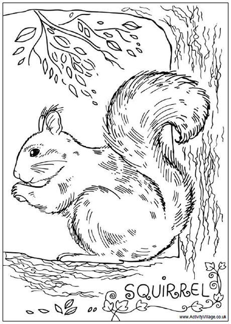 Download Gray Squirrel coloring for free - Designlooter 2020 👨‍🎨