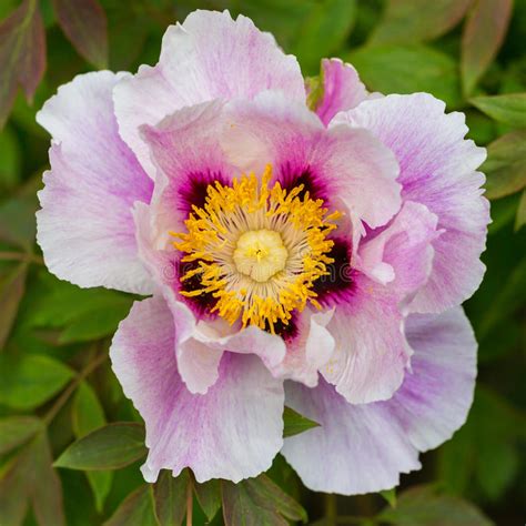 Macro Of Purple Common Peony Bloom Paeonia Officinalis With Gr Stock