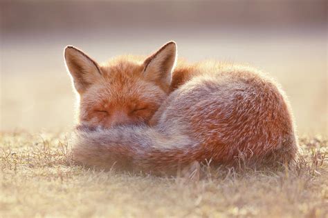 Dreamer Sleepy Fox Is Sleepy Photograph By Roeselien Raimond Pixels
