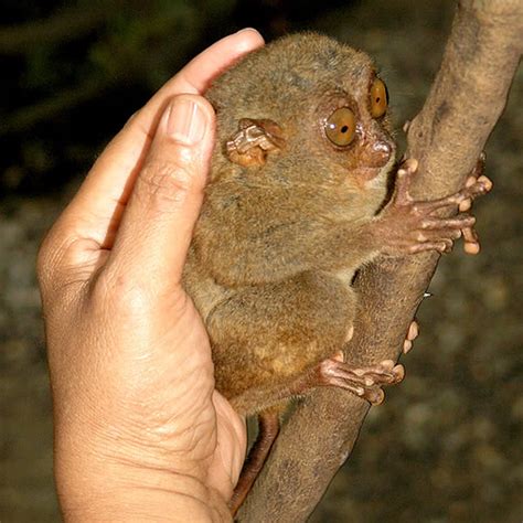 The Funny Looking Philippine Tarsier With Mesmerizing Eyes