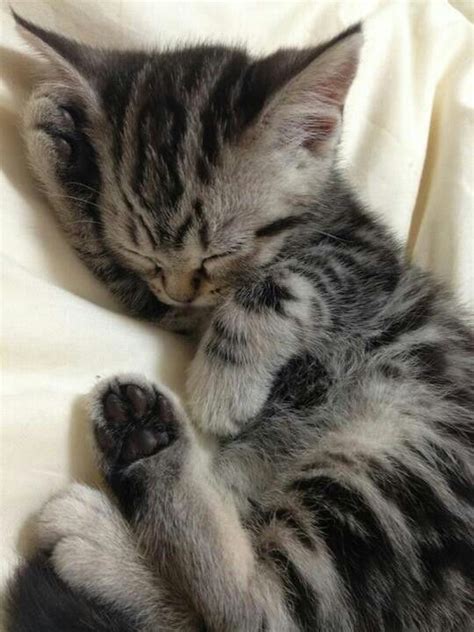 Tabby Kitten Cute Kittens Pinterest Kittens Too Cute And So Cute