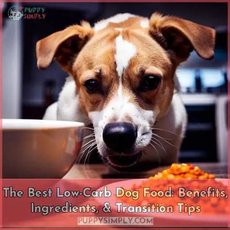 The Best Low Carb Dog Food Benefits Ingredients And Transition Tips
