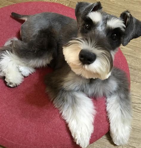 Puppy black standard schnauzer miniature schnauzer. Miniature Schnauzer Grooming 22 - meowlogy