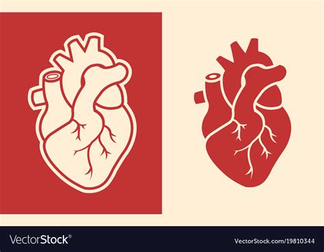 Human Heart Design Icon Royalty Free Vector Image
