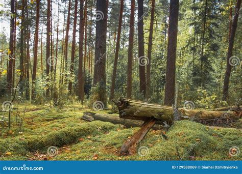 Forest Nature Forest Landscape Woodland Natural Scene Of Beautiful