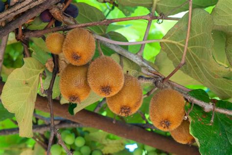 Fresh Kiwi Fruit On Tree Growing The Ripe Kiwi Hangs Stock Image Image Of Growth Nature