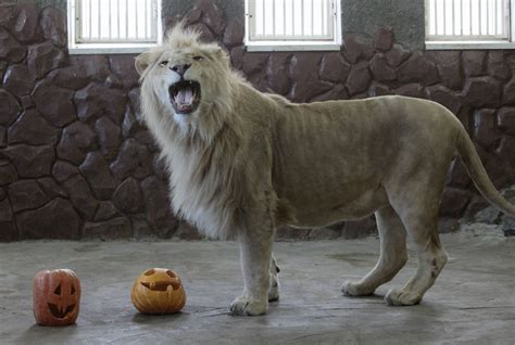 Almaz A Three Year Old Male White African Lion Plays With A Pumpkin