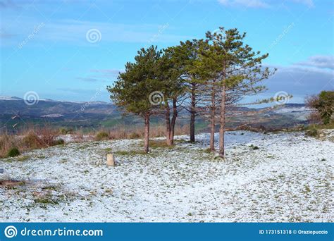 Panorama With A Group Of Pine Trees And Sleet On The Ground Stock Photo