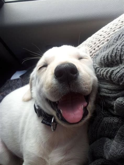 25 Adorable Smiling Dogs Travels And Living