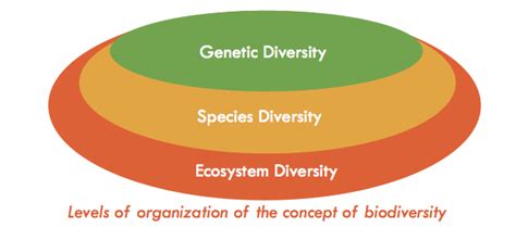 What Is Biodiversity