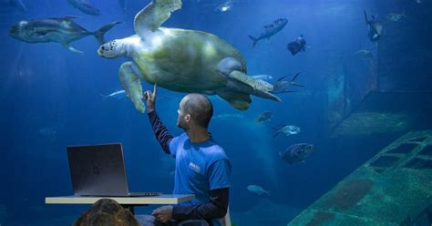Ocean Conservation Trust Provides Free Weekly Online Lessons And Virtual
