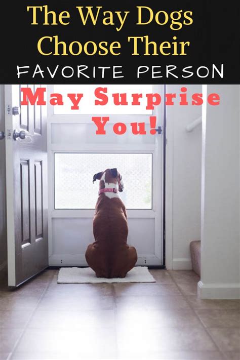 How Do Dogs Choose Their Favorite Person Dogspaceblog Favorite