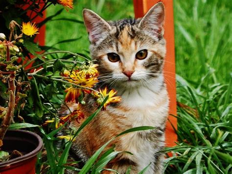 Lily Garden Cat Photograph By Vlee Watson Fine Art America