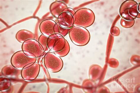 Candida Albicans Yeast And Hyphae Stages Photograph By Kateryna Kon