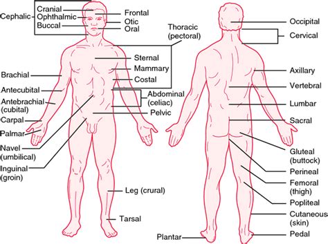 Printed with the assistance of the federated malay states government. Knee-elbow position | definition of knee-elbow position by ...