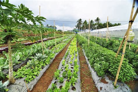 Backyard Vegetable Garden In The Philippines
