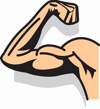 Arm Muscle Strong Drawing Clipart Arms Transparent