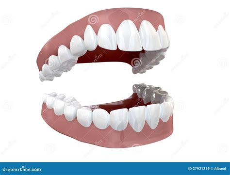 Teeth Set Open Isolated stock illustration. Illustration of pink - 27921319