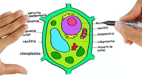 Esquema De Célula Vegetal ¡fotos And Guía 2021