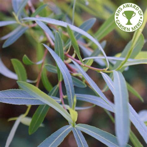 Salix Purpurea Pendula Buy Purple Weeping Willow Trees